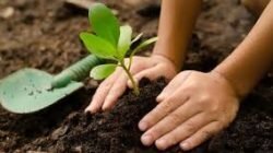 Manfaat Menanam Pohon Di Sekitar Rumah Untuk Udara Yang Lebih Sejuk Segar