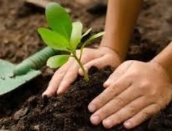 Manfaat Menanam Pohon Di Sekitar Rumah Untuk Udara Yang Lebih Sejuk Segar