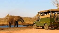 Rekomendasi Wisata Taman Nasional Di Afrika Untuk Melihat Fenomena Migrasi Besar