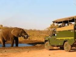 Rekomendasi Wisata Taman Nasional Di Afrika Untuk Melihat Fenomena Migrasi Besar